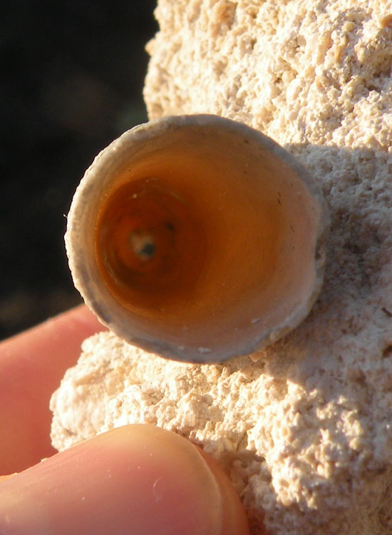 Dentalium pliocenico dalla Francia?